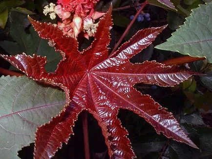 Hogyan növekszik a ricinus Hogyan növekszik a ricinus