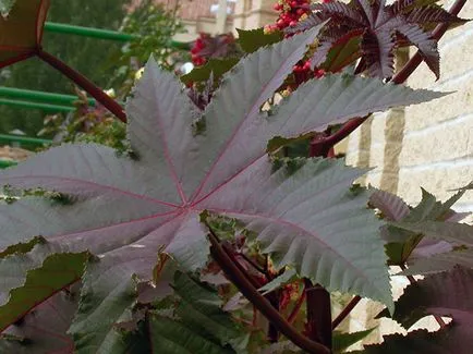 Hogyan növekszik a ricinus Hogyan növekszik a ricinus
