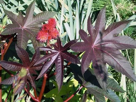 Hogyan növekszik a ricinus Hogyan növekszik a ricinus