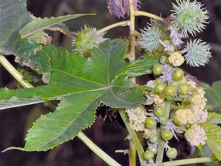 Hogyan növekszik a ricinus Hogyan növekszik a ricinus