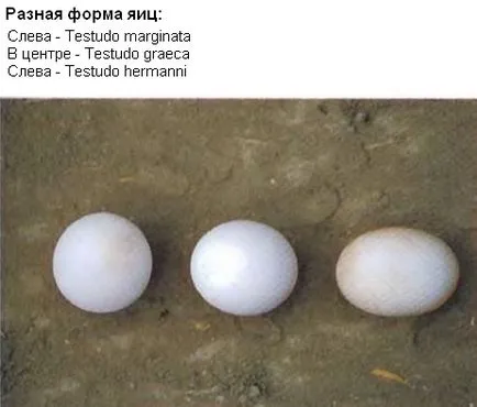 Hogyan szaporodnak piros fülű csúszkák