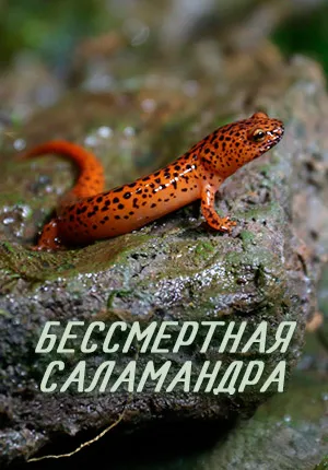 Какво е на Би Би Си