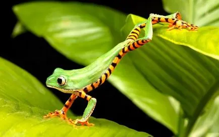 Frog като човек