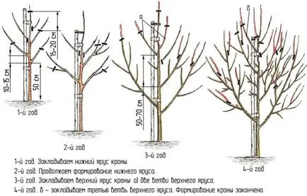 круши цветчета