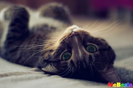 Запушен нос на котка