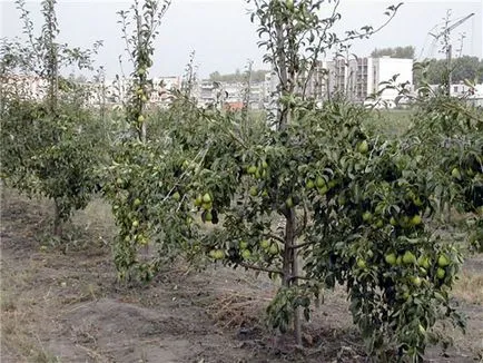 круши цветчета