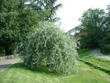 круши цветчета