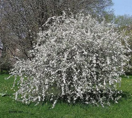 круши цветчета