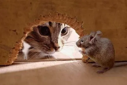 сред котките сред котките