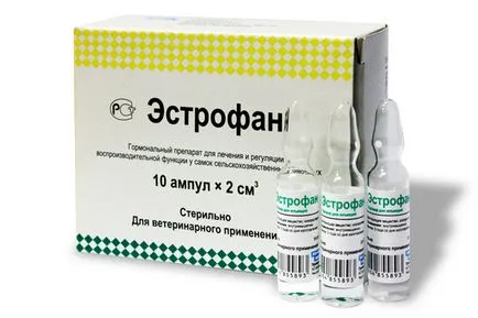 Както оплодена крава Както оплодена крава
