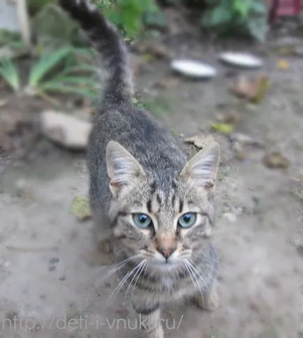 Статии за котки
