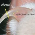 Ctrich ноктите котка