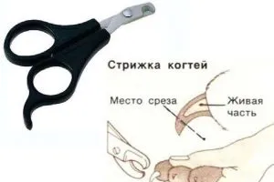 Ctrich ноктите котка