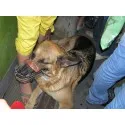 Какво трябва да направя, ако хленчове за кученца
