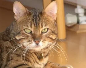 Котката, която ходи на два крака