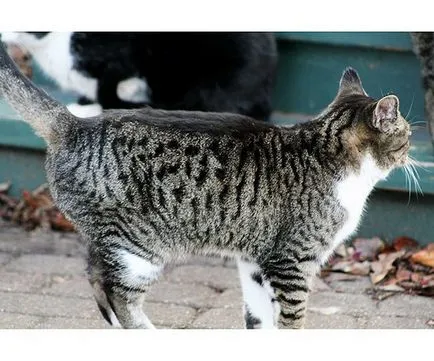 Оцветяване на котешка