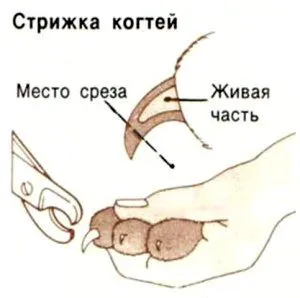 Ctrich ноктите котка