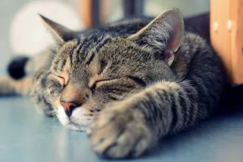 След смъртта на котката След смъртта на котката