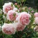 Roses minőségű fekete mágia