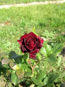 Roses minőségű fekete mágia