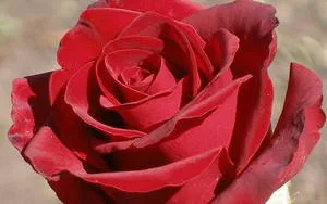 Roses minőségű fekete mágia
