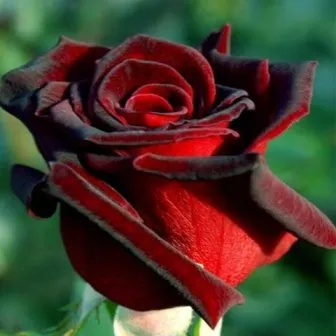 Roses minőségű fekete mágia