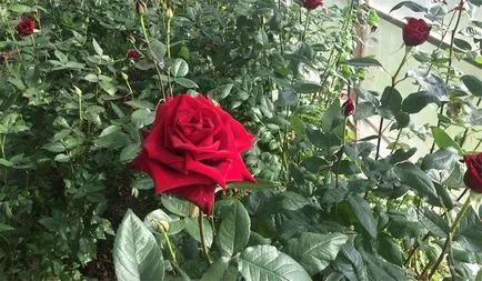 Roses minőségű fekete mágia