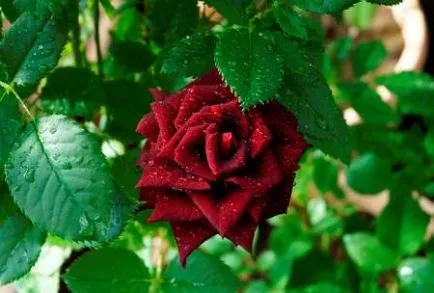 Roses minőségű fekete mágia