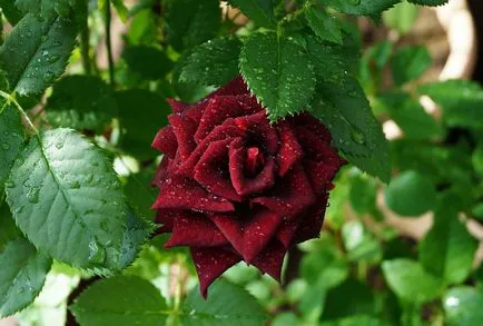 Roses minőségű fekete mágia
