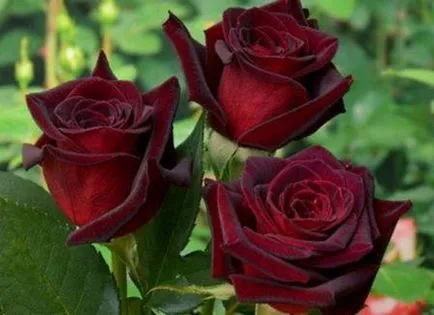 Roses minőségű fekete mágia