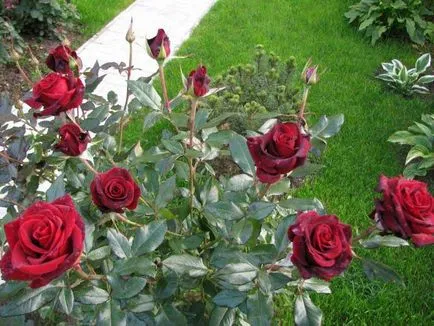 Roses minőségű fekete mágia