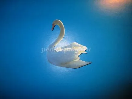 Hogyan rajzoljunk egy Swan szakaszaiban
