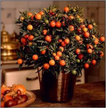 Solanum грижи у дома Solanum грижи у дома