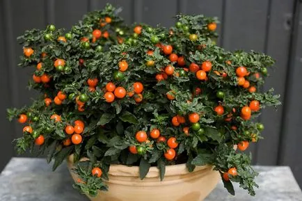 Solanum грижи у дома Solanum грижи у дома