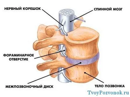 Как да се намали прешлен
