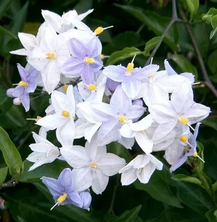 Solanum грижи у дома Solanum грижи у дома