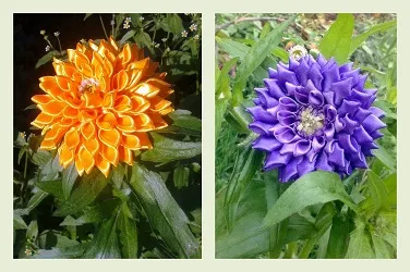 Kanzashi далии майсторски клас