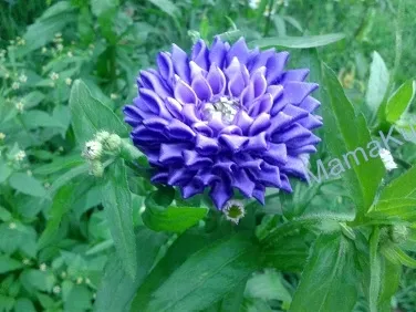 Kanzashi далии майсторски клас