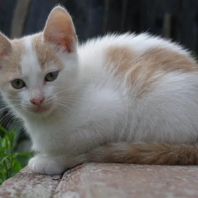 Прякори на оригиналните котки