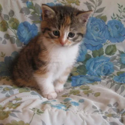 Прякори на оригиналните котки