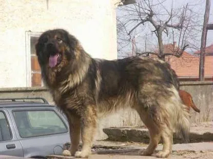 Кавказка овчарка снимка