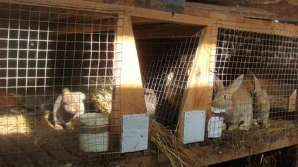 Заек hutches с техните ръце рисунка