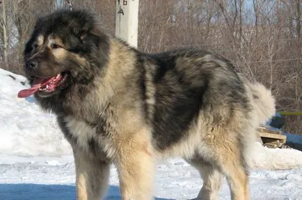 Кавказка овчарка снимка