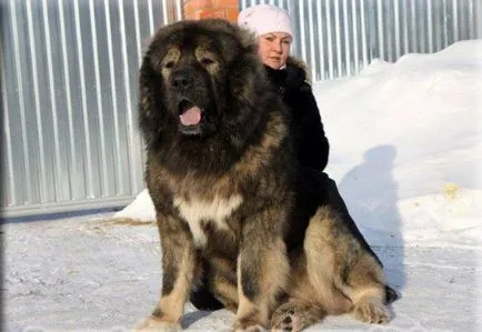 Кавказка овчарка снимка