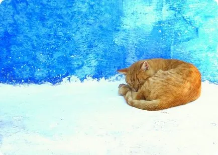 Кастрирането котки за какво