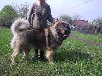 Кавказка овчарка снимка