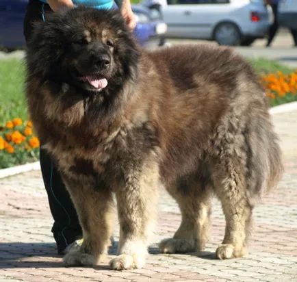 Кавказка овчарка снимка
