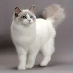 Д. Майн Кун Котки