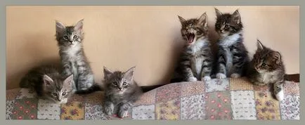 Д. Майн Кун Котки