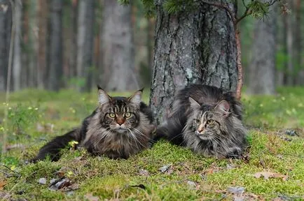 Д. Майн Кун Котки